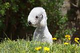 BEDLINGTON TERRIER 018